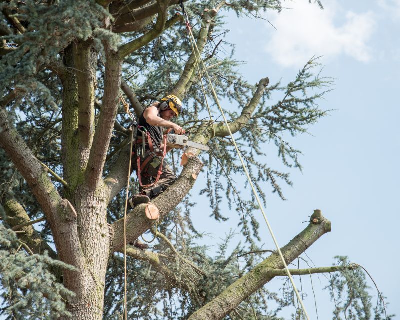 Arborist Pruning detail