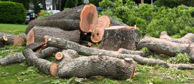 Arborist Tree Service detail